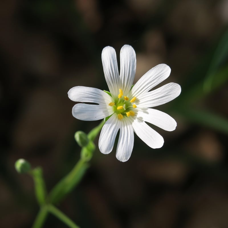 Starlight Petals