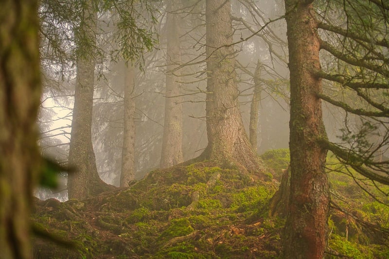 Fairy Forest