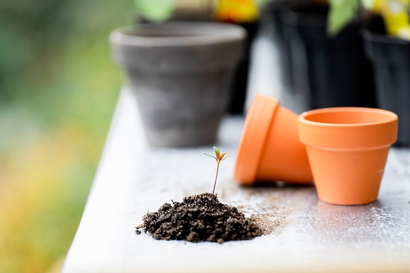 Plant Seedling