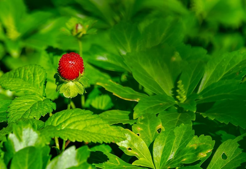 Starlight Berries