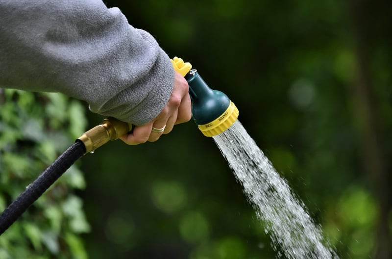 Watering Can and Plant